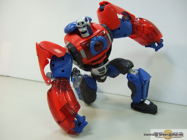 Year Of The Monkey Optimus Primal Out Of Box Show Platinum Edition Compared With Original  (42 of 50)